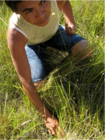 colheita capim dourado